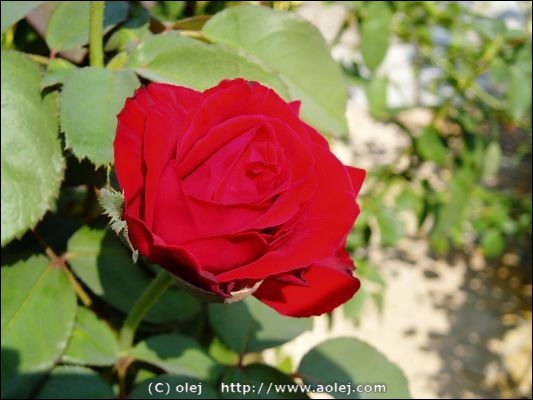 Red red rose
