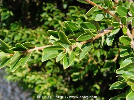 Green nature