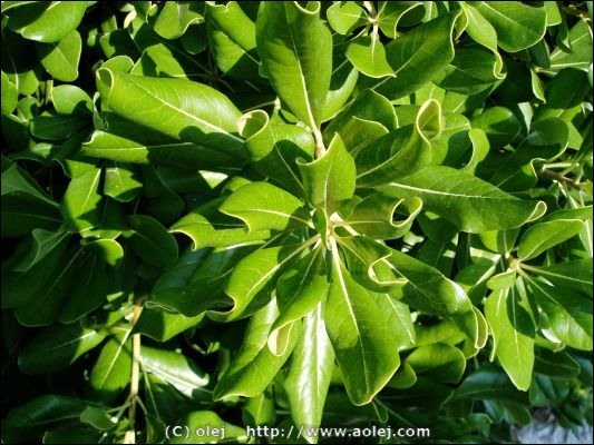 Green nature 2