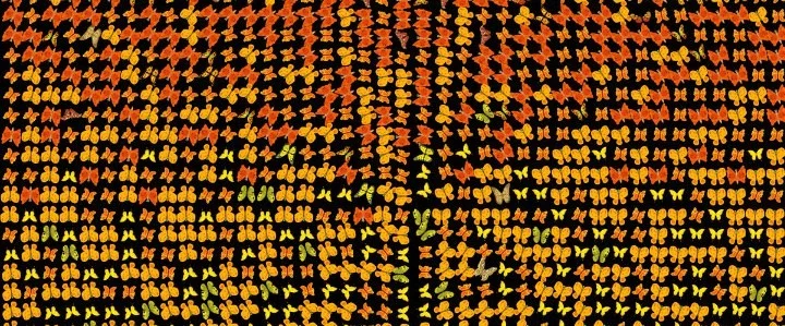 Color mosaic from butterfly