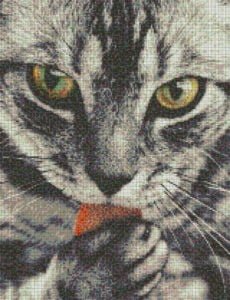 Mosaic Tile Design cat - Mosaic Creator