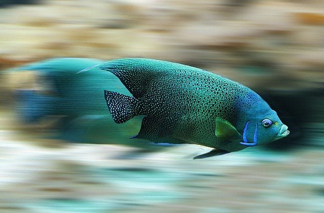 Speed up rendering mosaics - Mosaic Creator