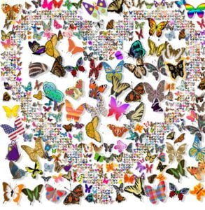 Random butterfly collage created with Mosaic Creator