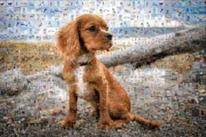 Dog photo mosaic created with Mosaic Creator
