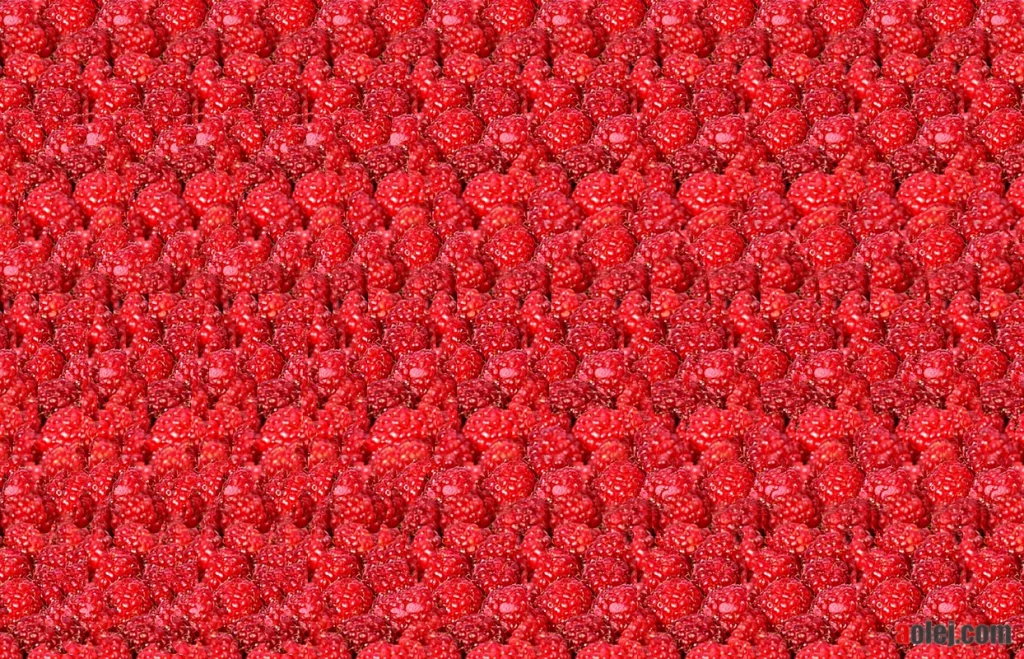 Example of autostereograms - running horse -Stereogram Explorer - www.aolej.com